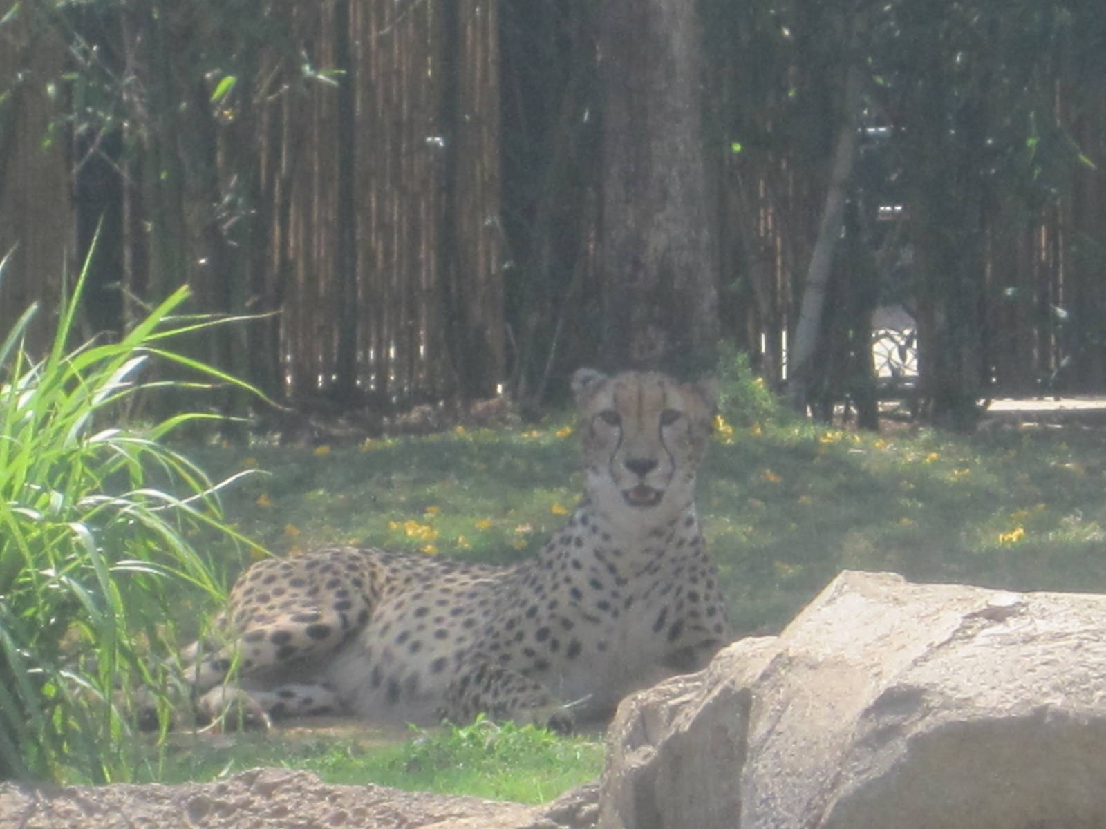 Cheetah Run- Cheetah