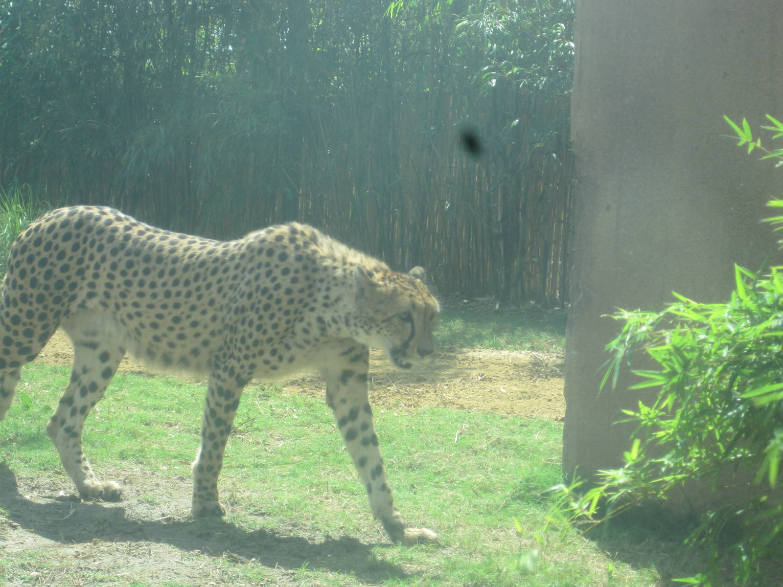 Cheetah Run- Cheetah