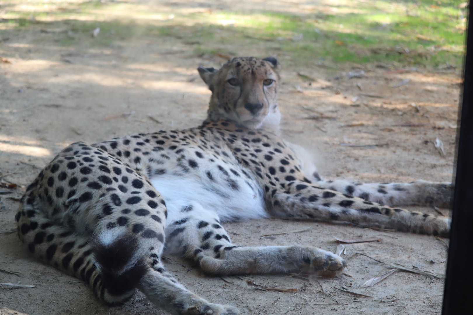 Cheetah Run - Cheetah