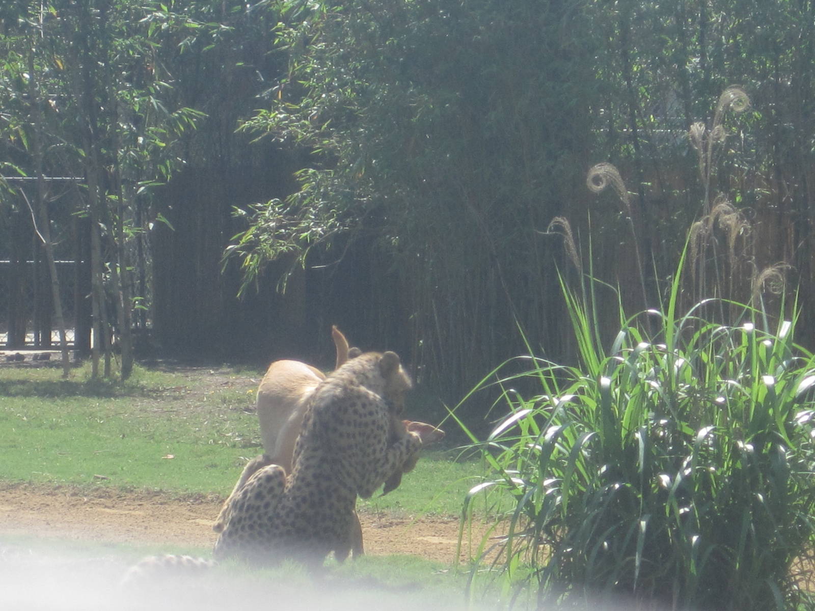 Cheetah Run- Kasi and Mtani