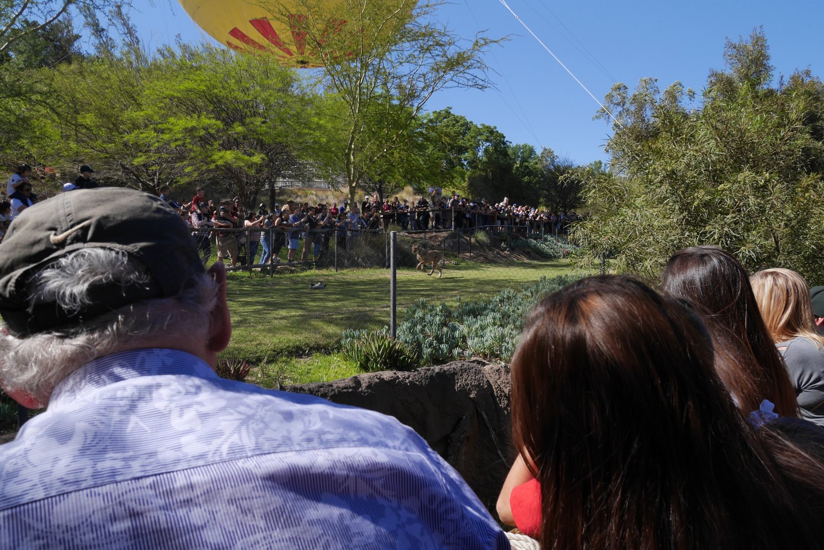Cheetah Run - My First US Zoo Trip