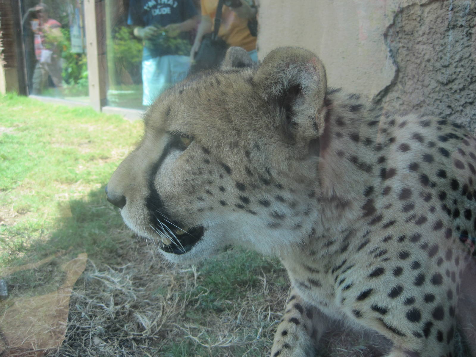 Cheetah Run- Up-Close Cheetah Encounter