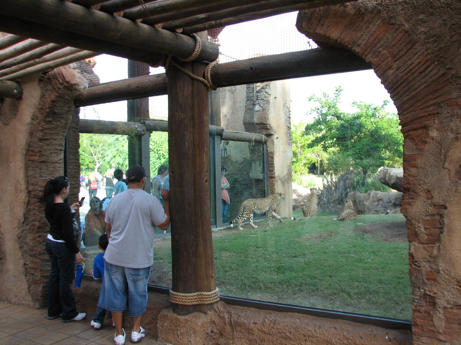 Cheetah Run - Viewing Shelter