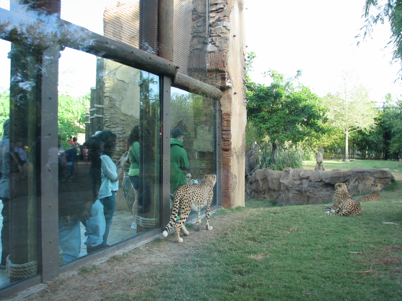 Cheetah Run - Viewing Shelter