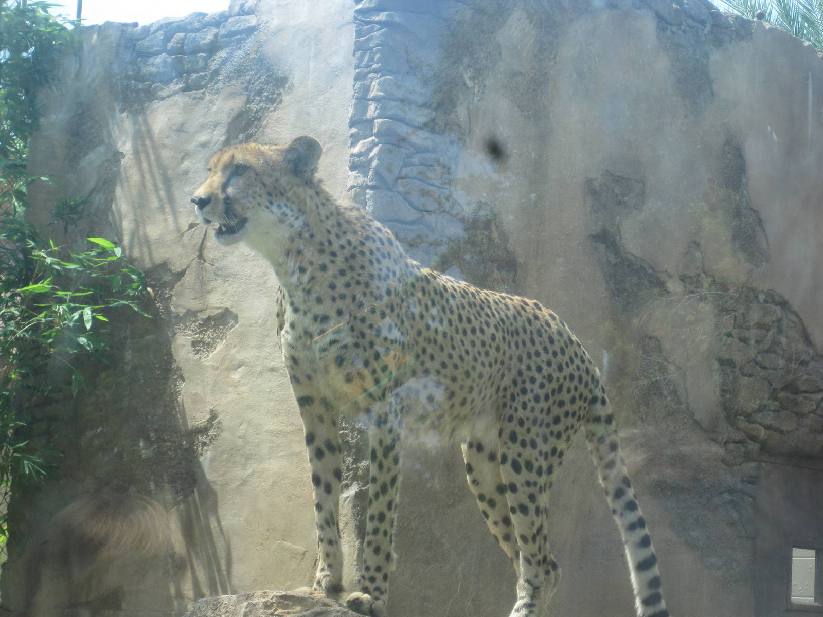 Cheetah Run- Watching Her Territory