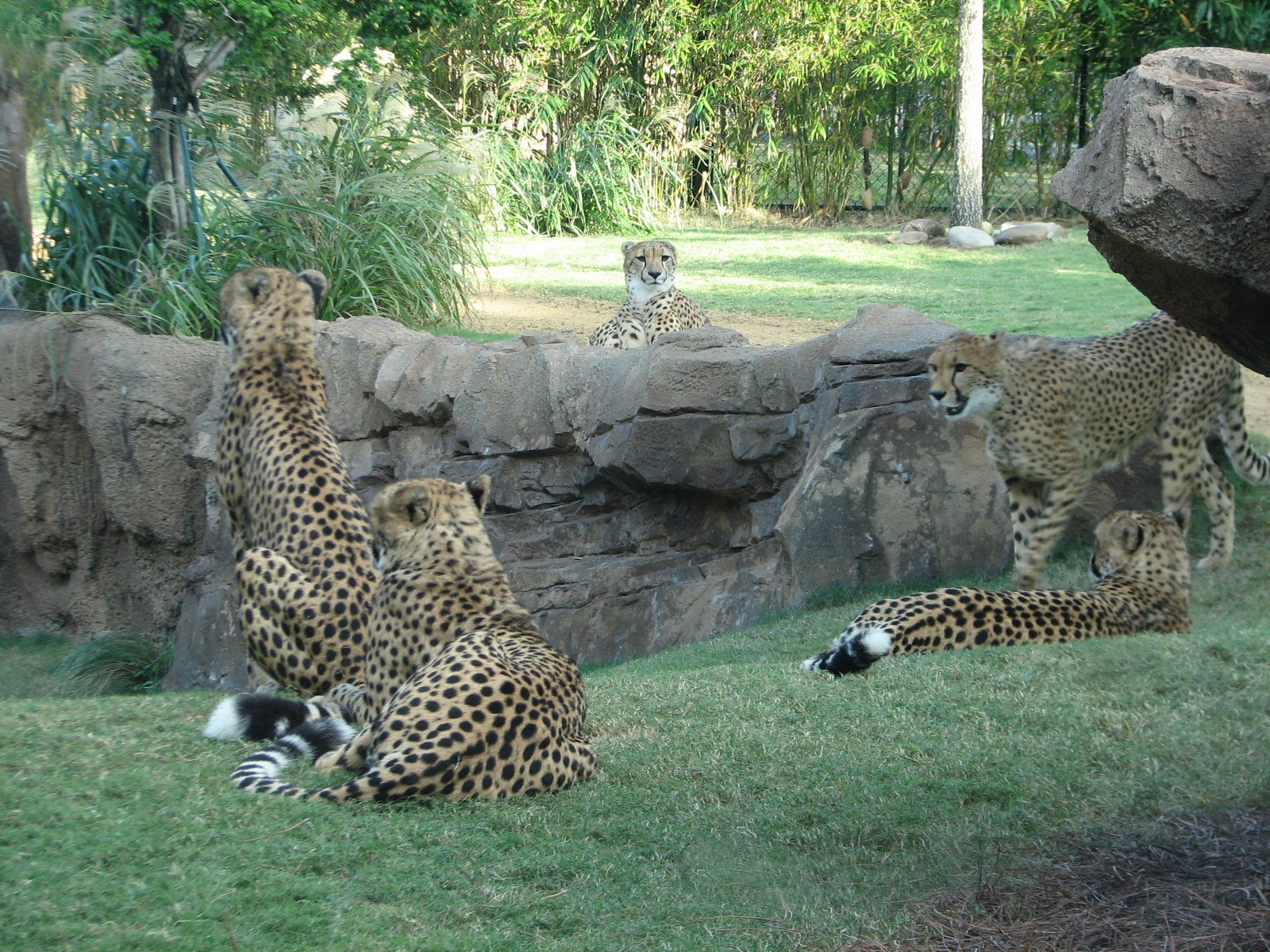 Cheetah Run