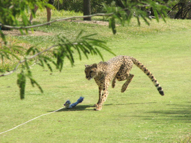 Cheetah run