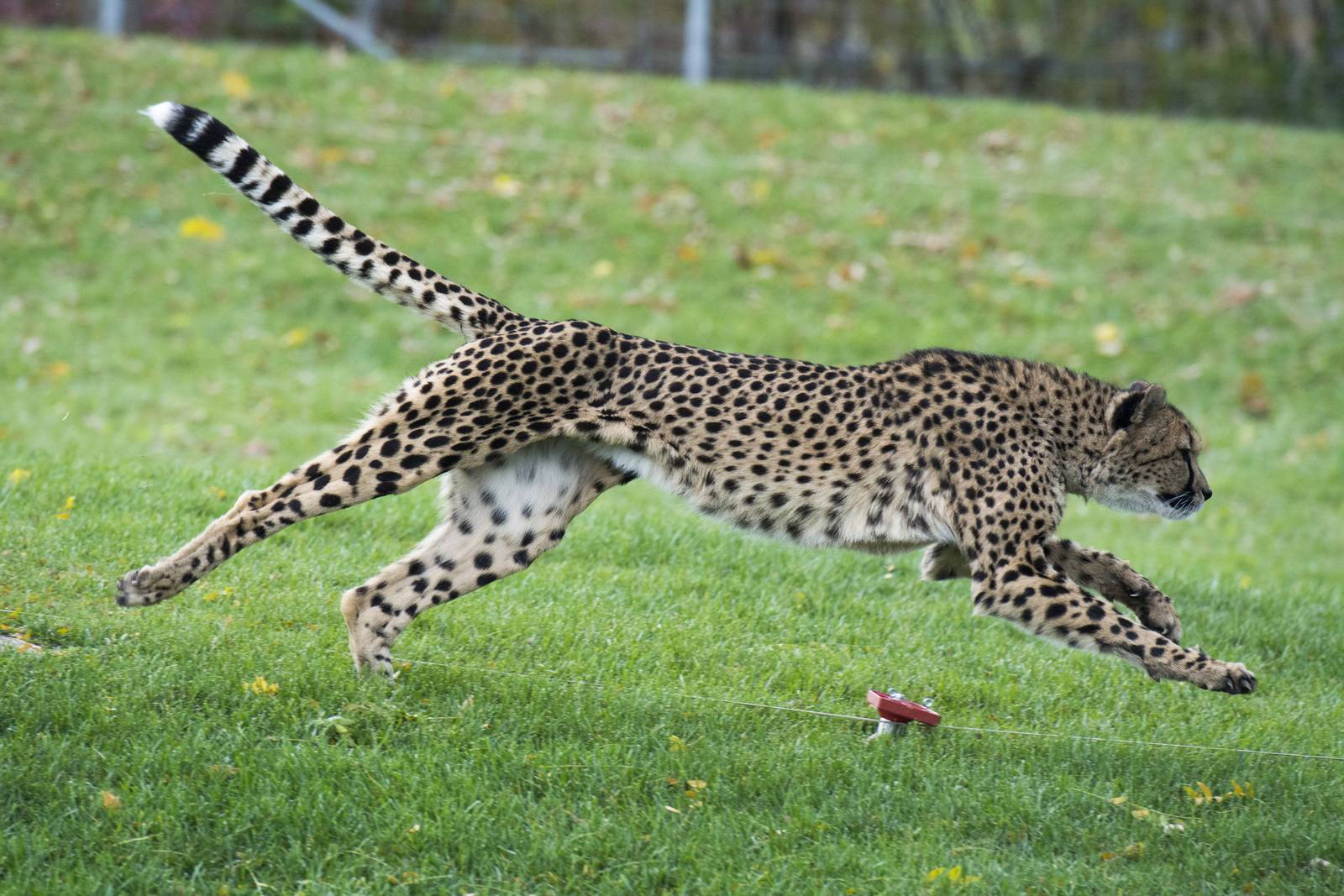 Cheetah Run