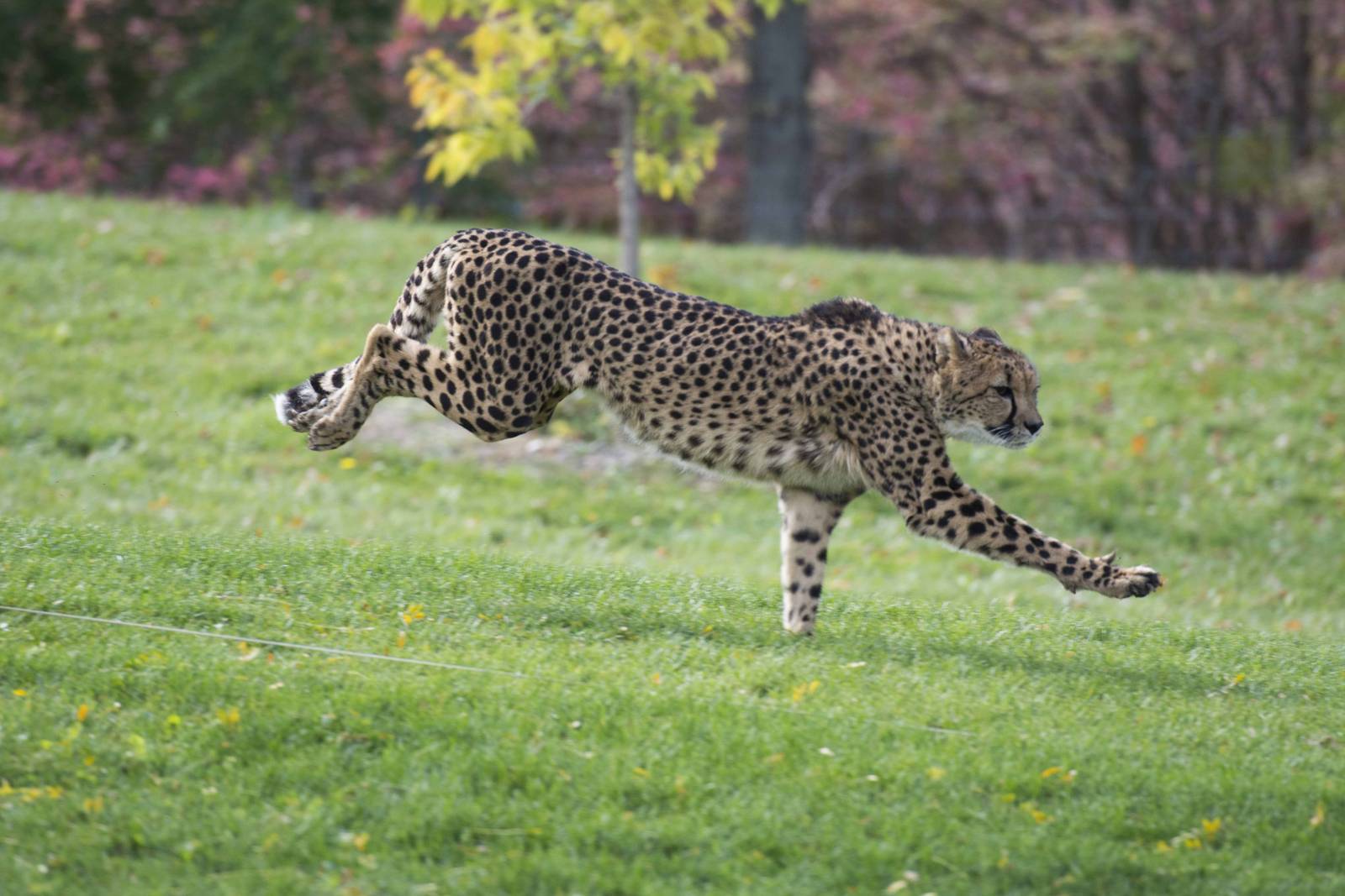Cheetah Run