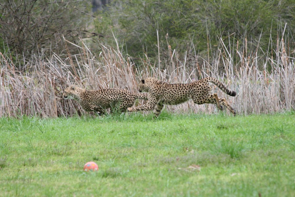 Cheetah running