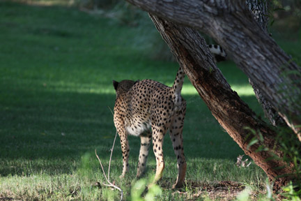 cheetah scent marking tree