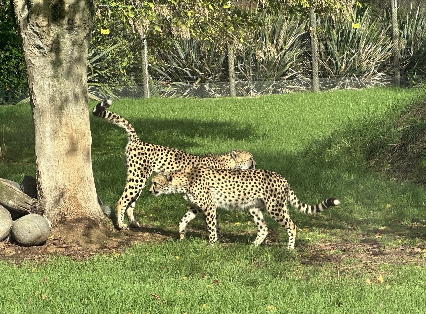 Cheetah Scent Marking