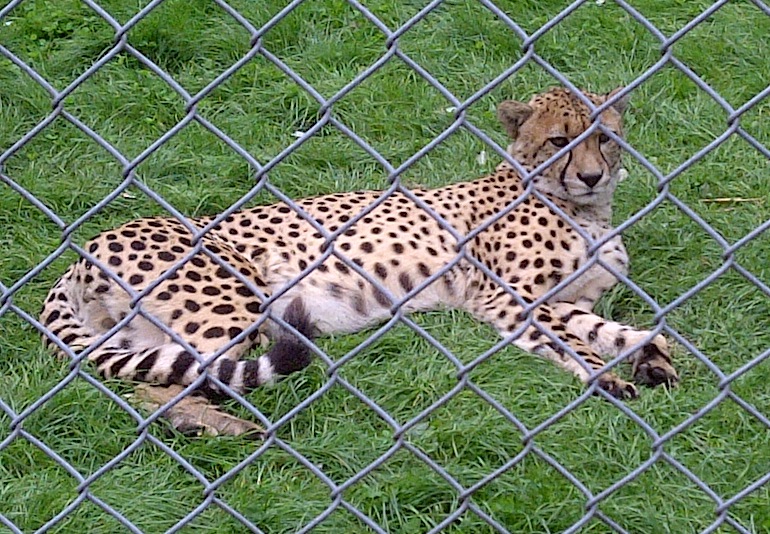 Cheetah - Sept 2011