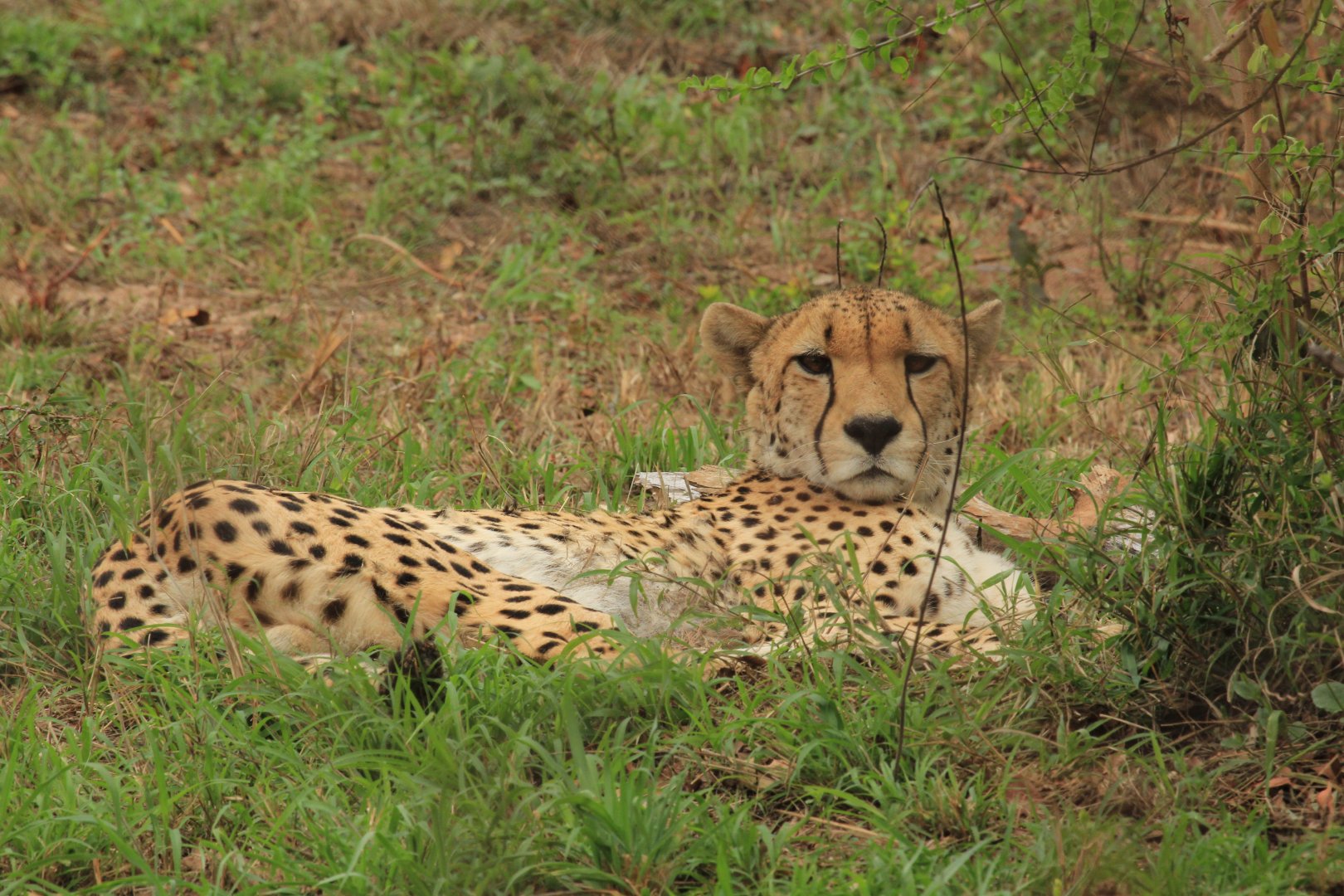 Cheetah (September 2012)