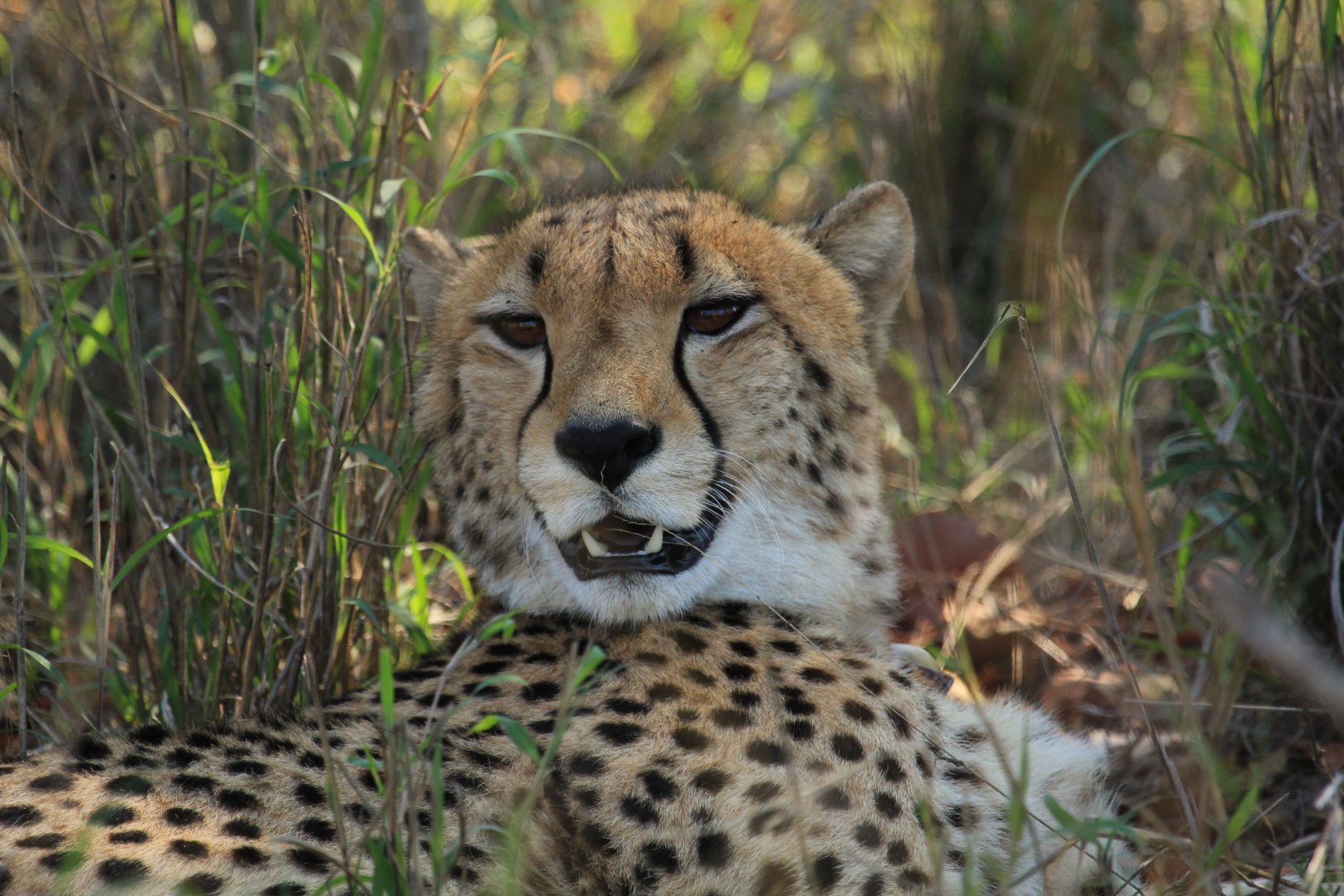 Cheetah (September 2012)