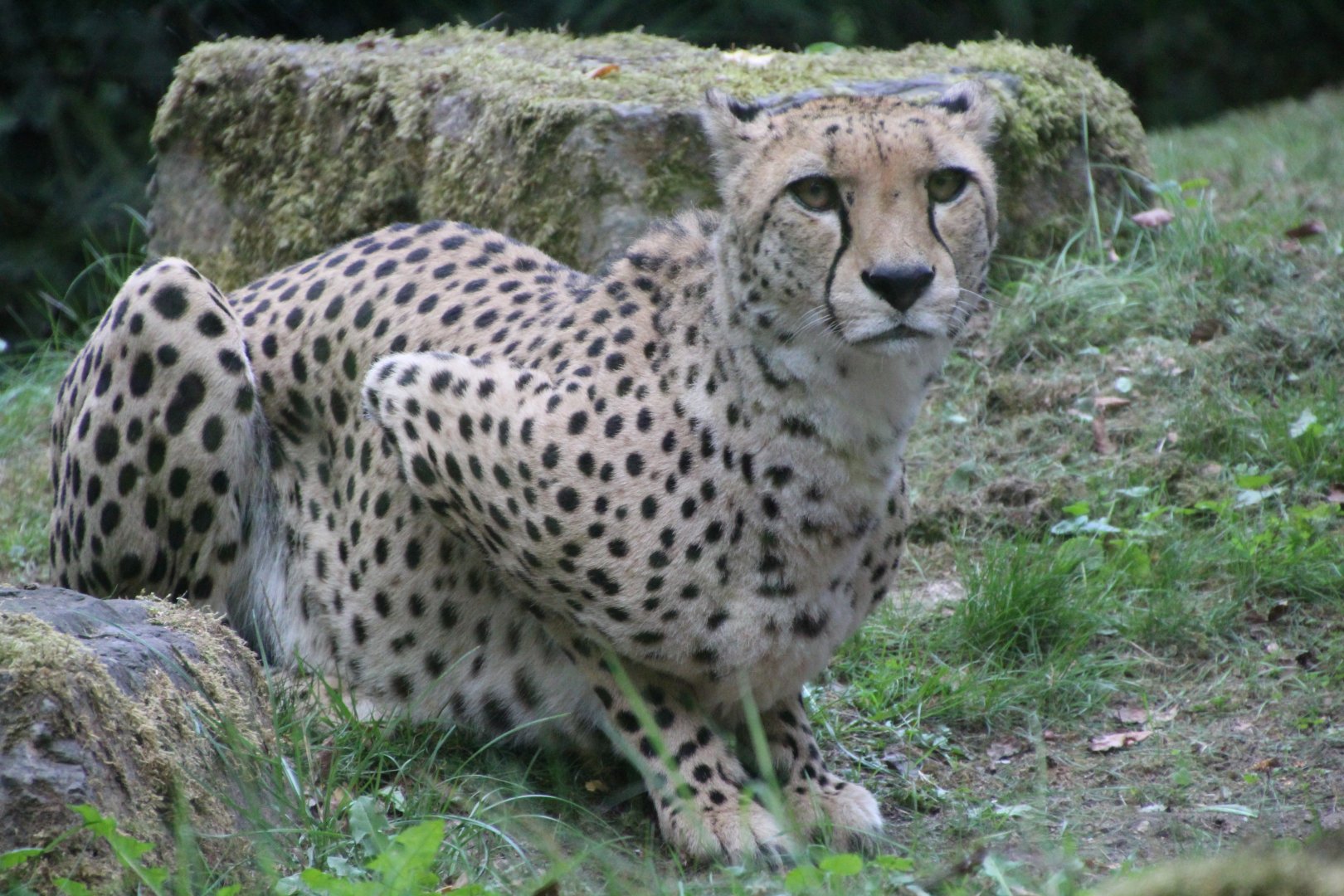 Cheetah - September 2018