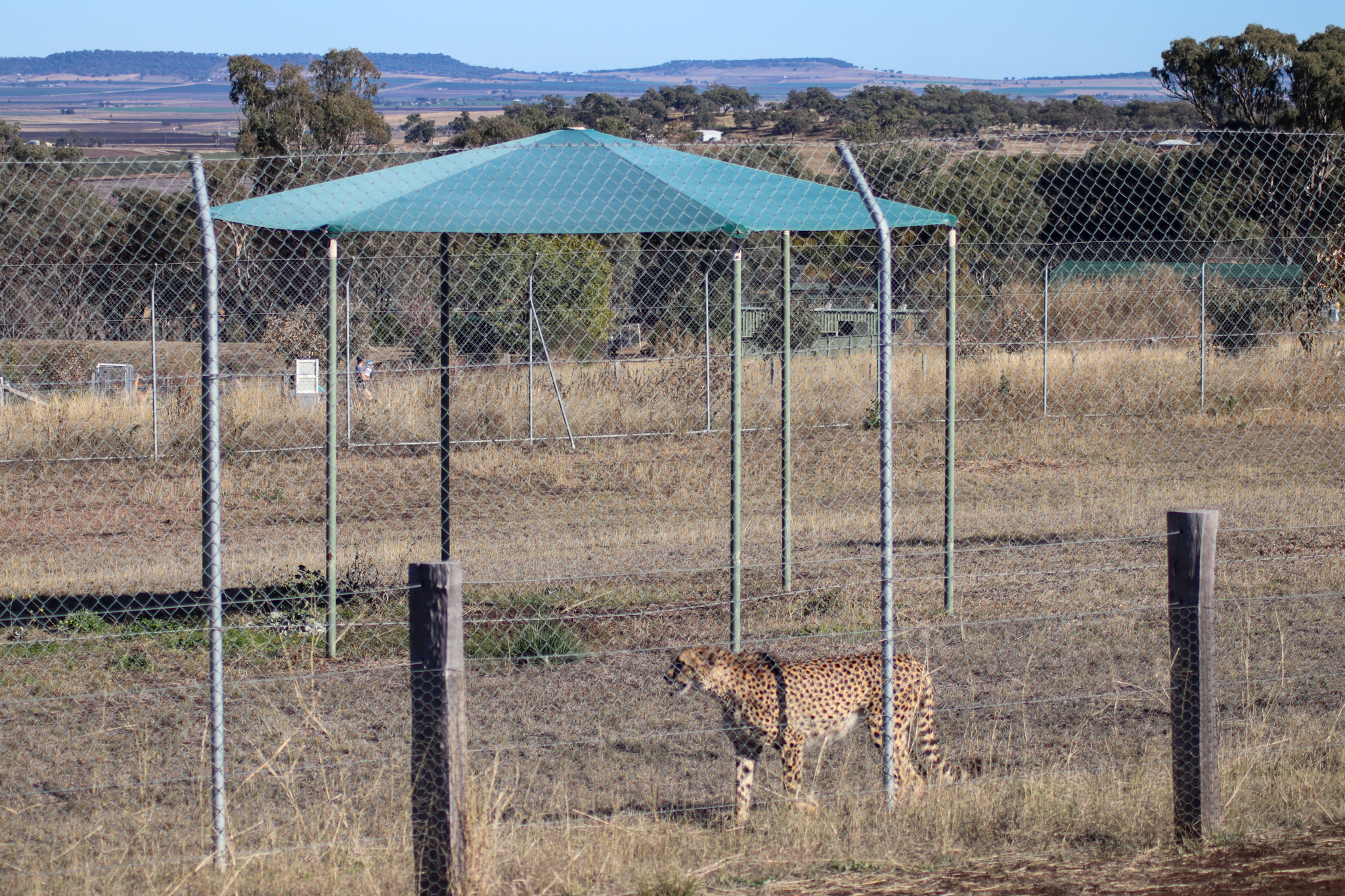 Cheetah Shade Area