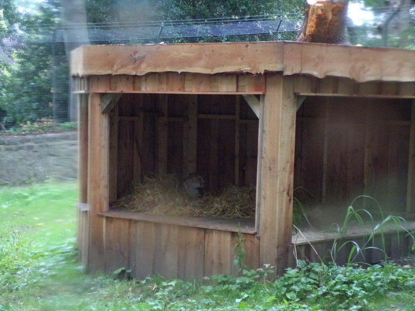 Cheetah shelter 25.8.24