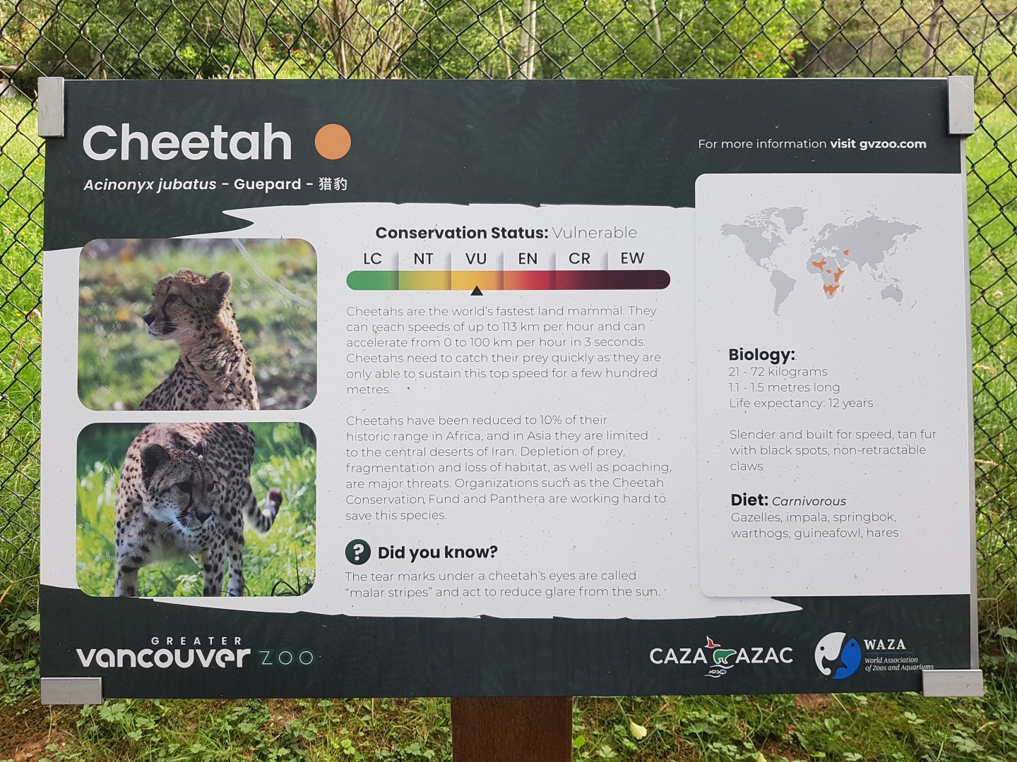 Cheetah Sign