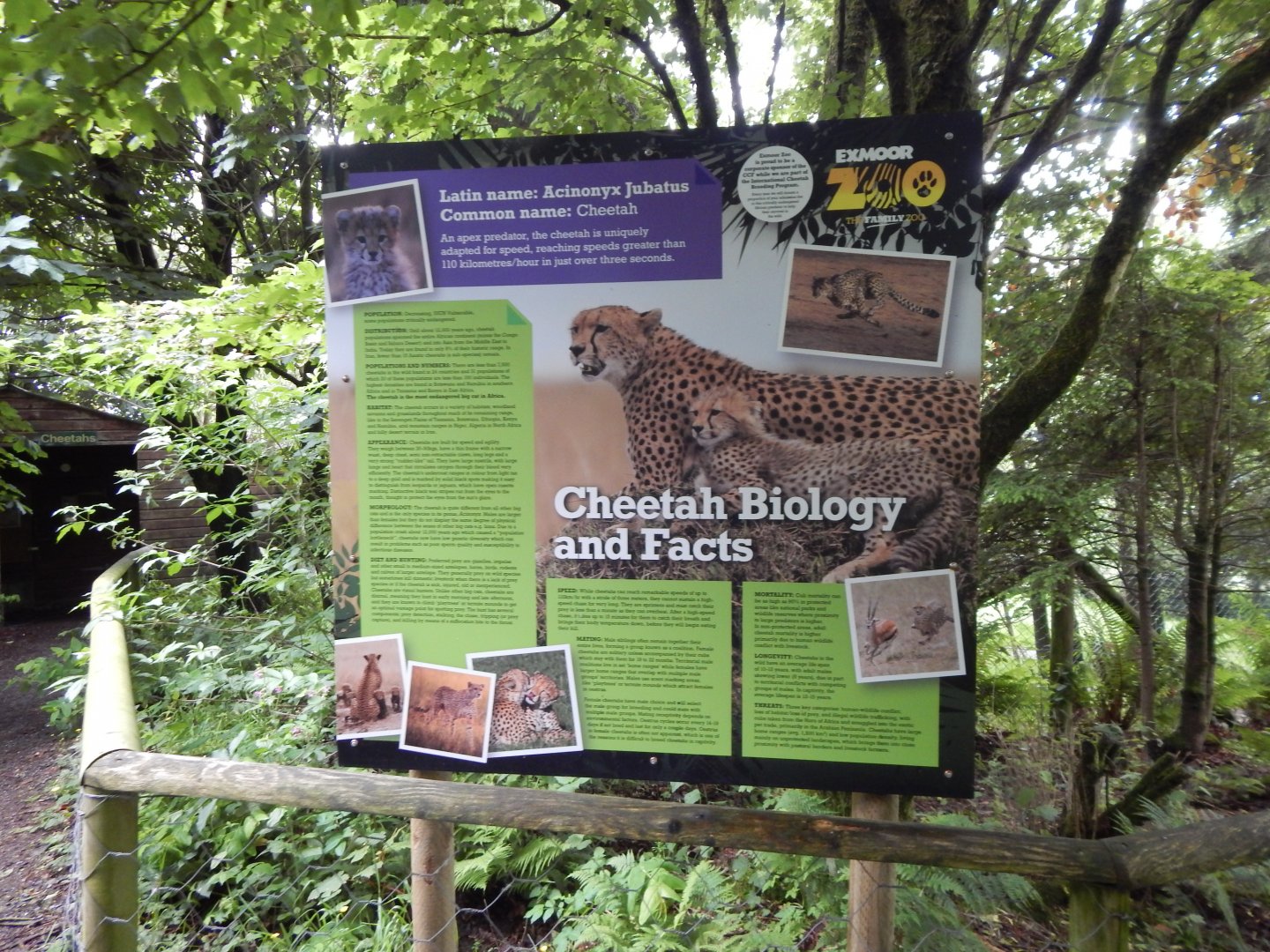 Cheetah signage 050625