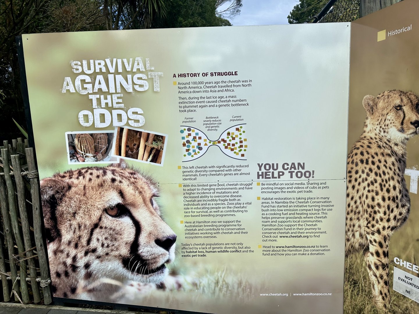 Cheetah Signage (Genetic Bottleneck)