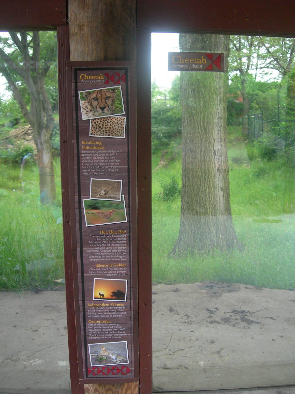 Cheetah Signage