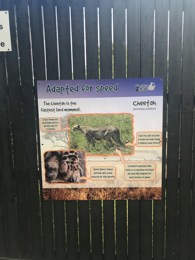 Cheetah signage