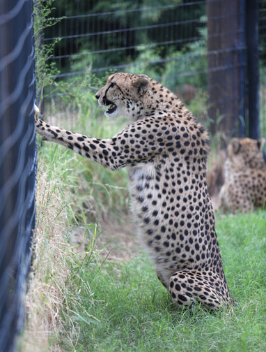 cheetah sitting upright