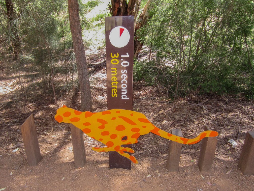 Cheetah speed graphic #3