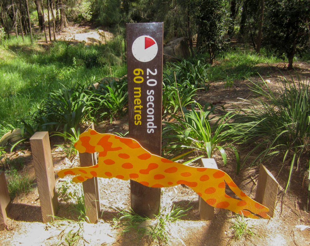 Cheetah speed graphic #4