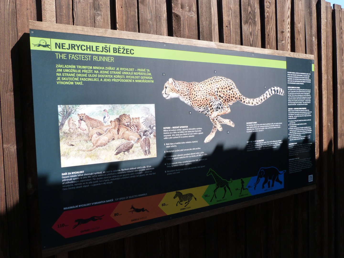 Cheetah speed sign -Zoo Praha (2025)