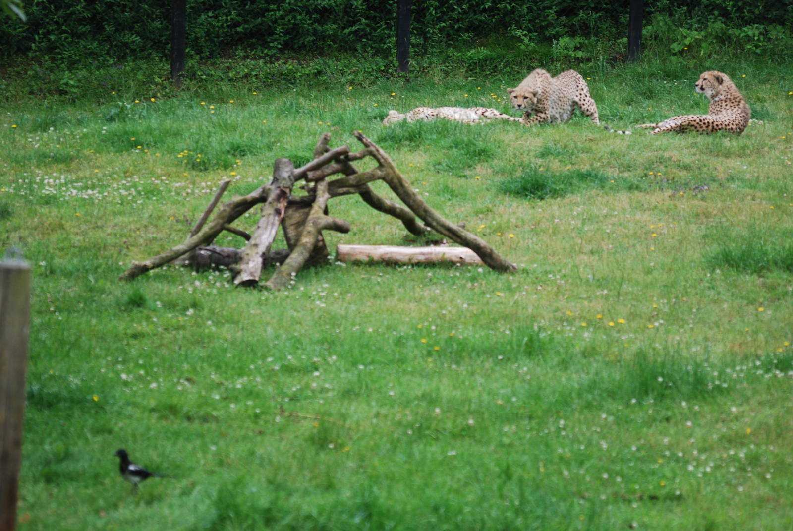 Cheetah stalking a magpie