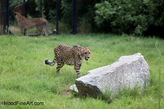 cheetah stalking
