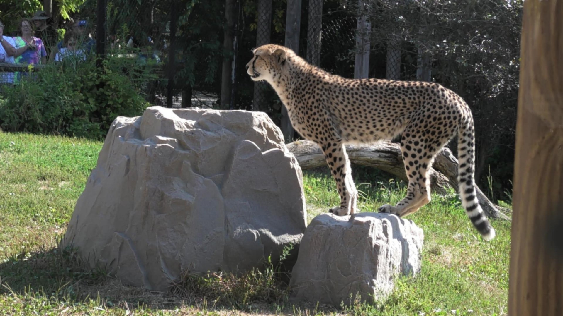Cheetah stands on rock