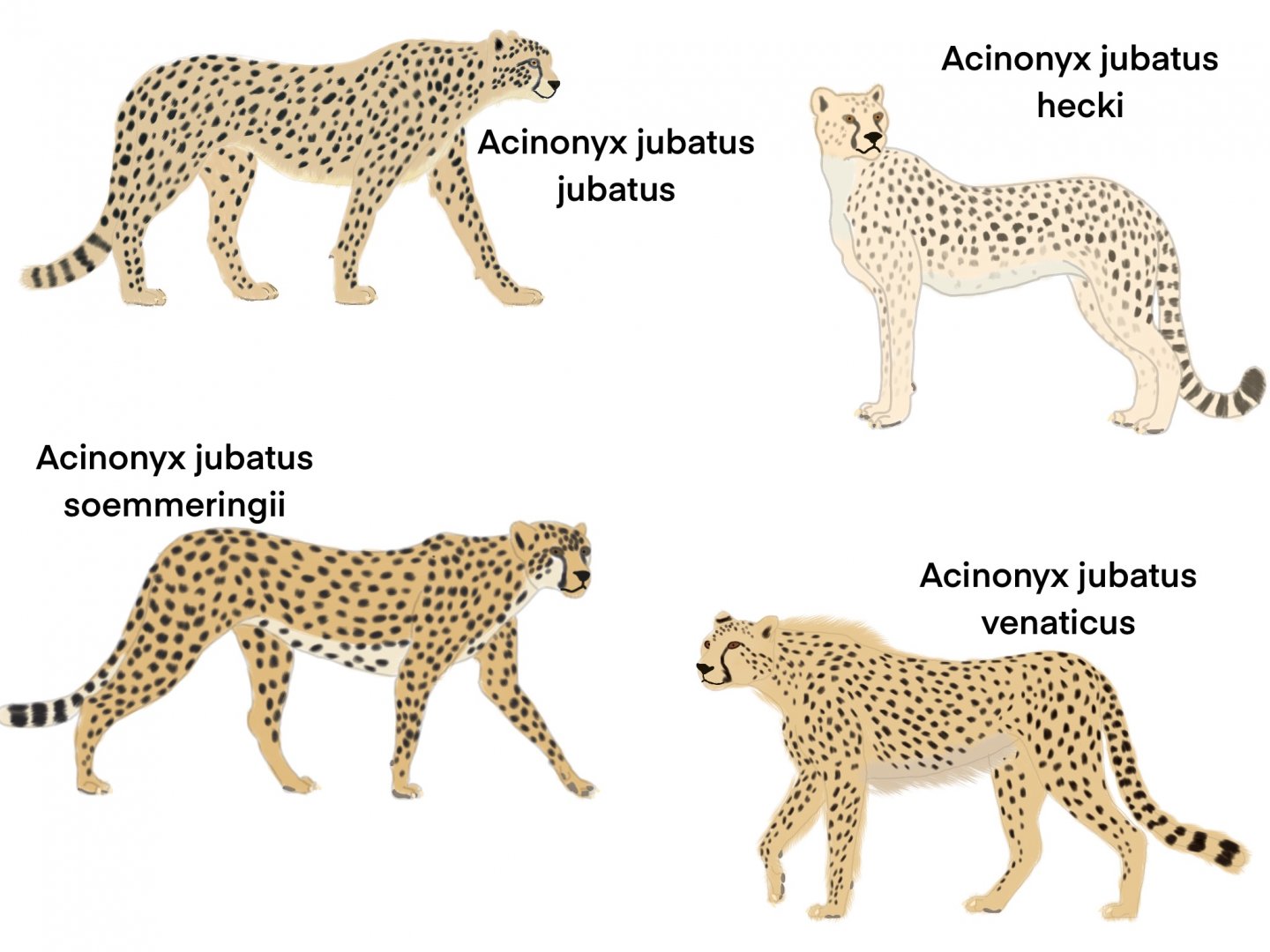 Cheetah Subspecies study