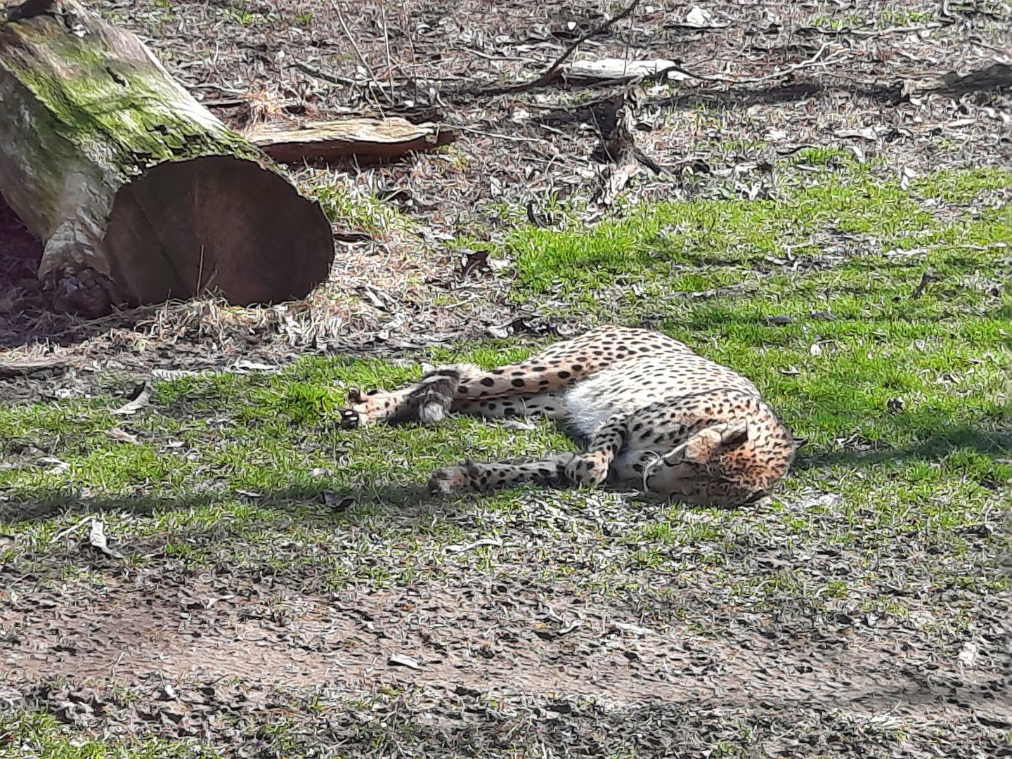 Cheetah Sunbathing