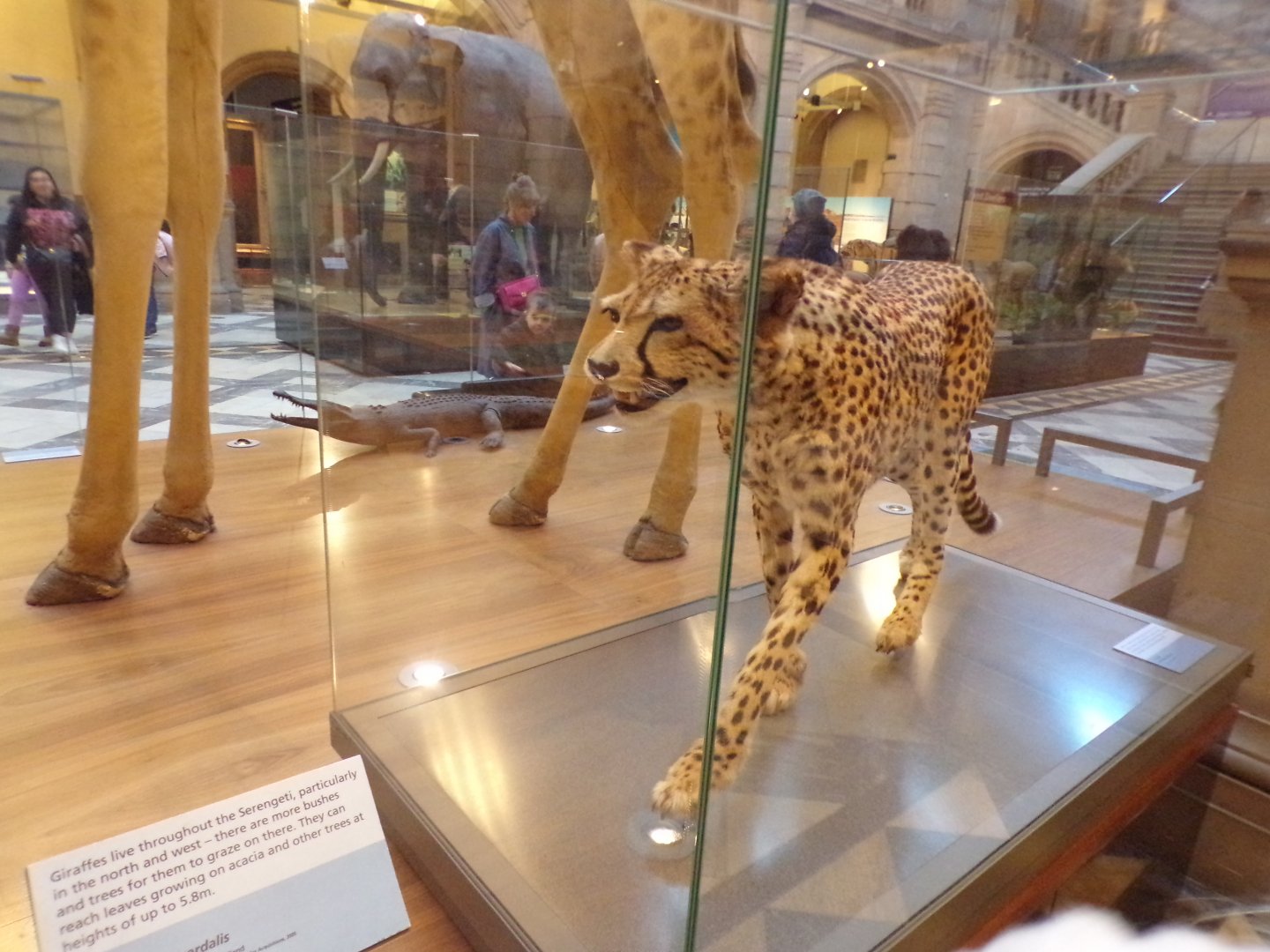 Cheetah (taken at Kelvingrove museum) 12.2.24