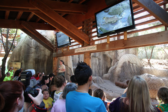 cheetah training demo