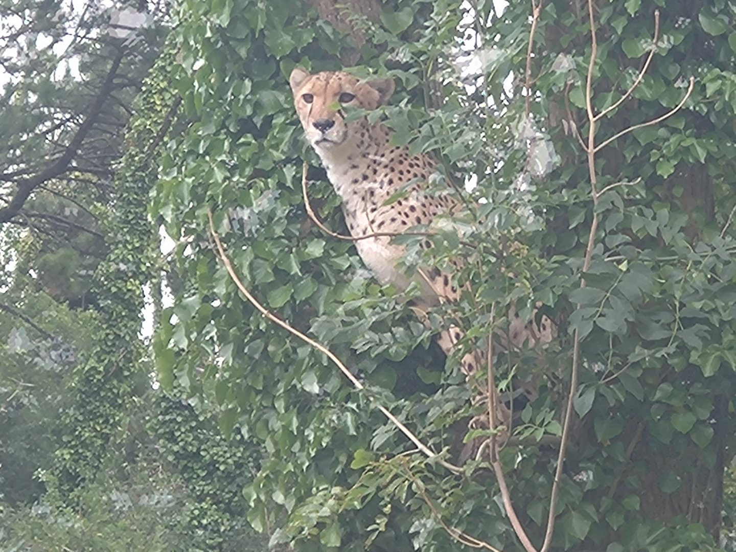 Cheetah úp a tree 2/8/24