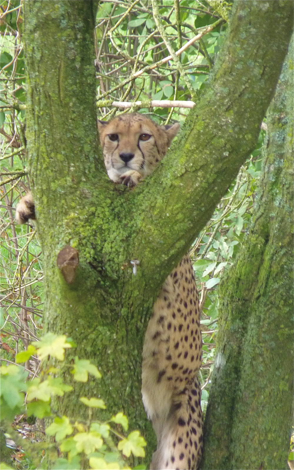 Cheetah up a Tree