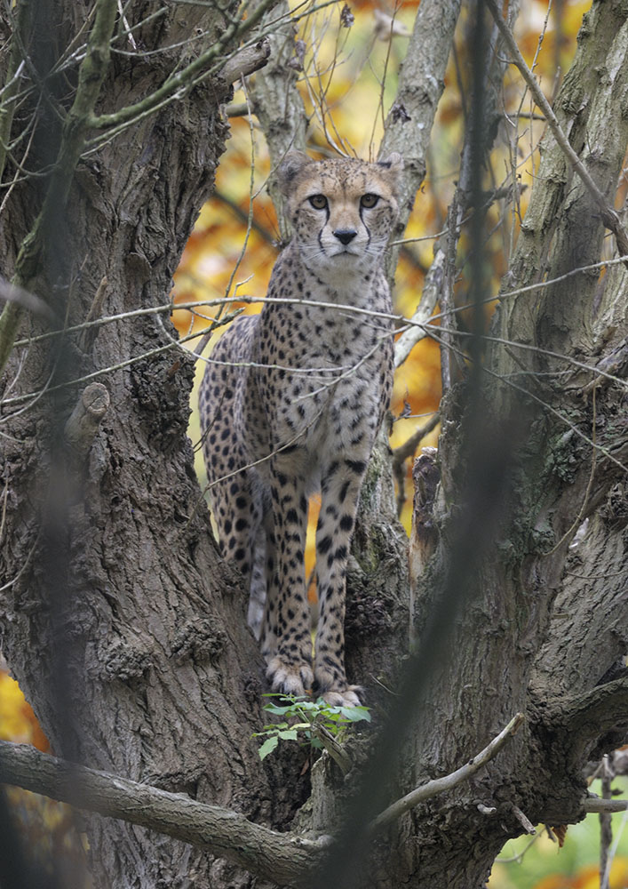 Cheetah up a tree