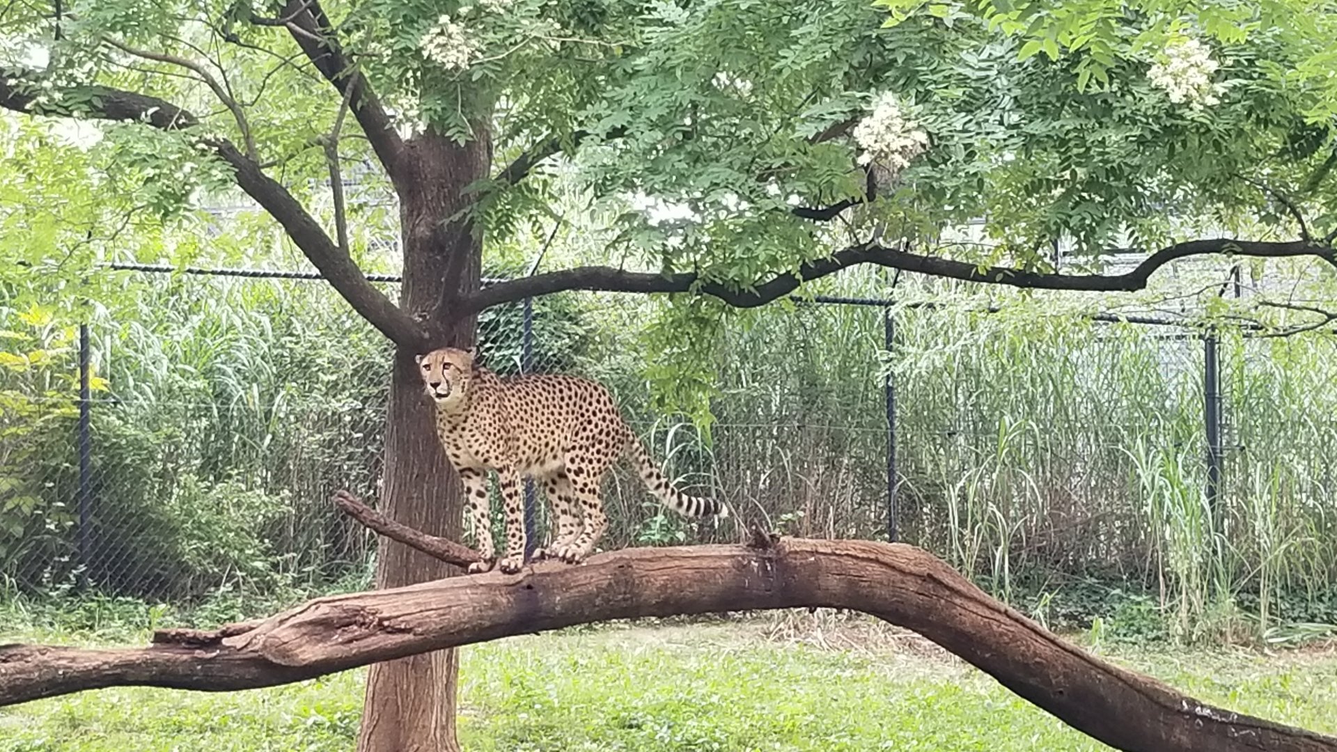Cheetah up a tree