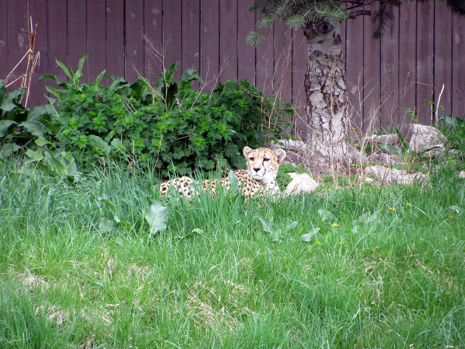 Cheetah Valley-Cheetah