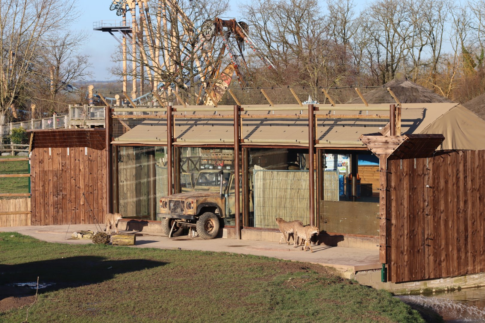 Cheetah viewing area - 19 January 2020