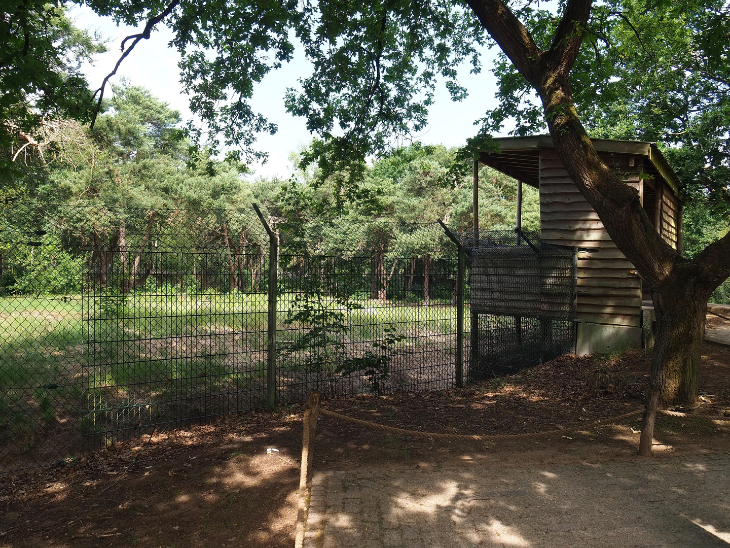Cheetah viewing area, 2022-06-12