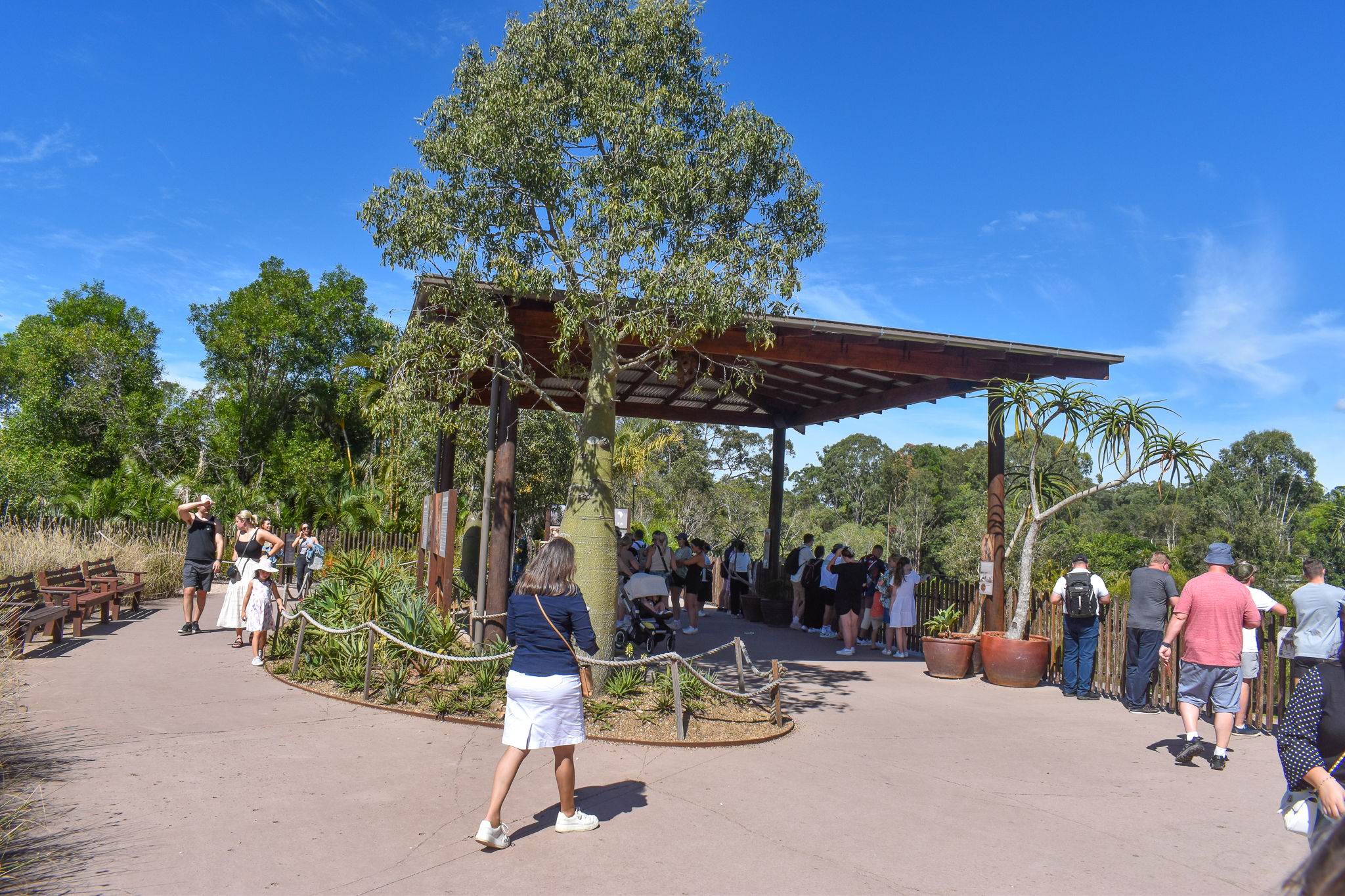 Cheetah Viewing Area