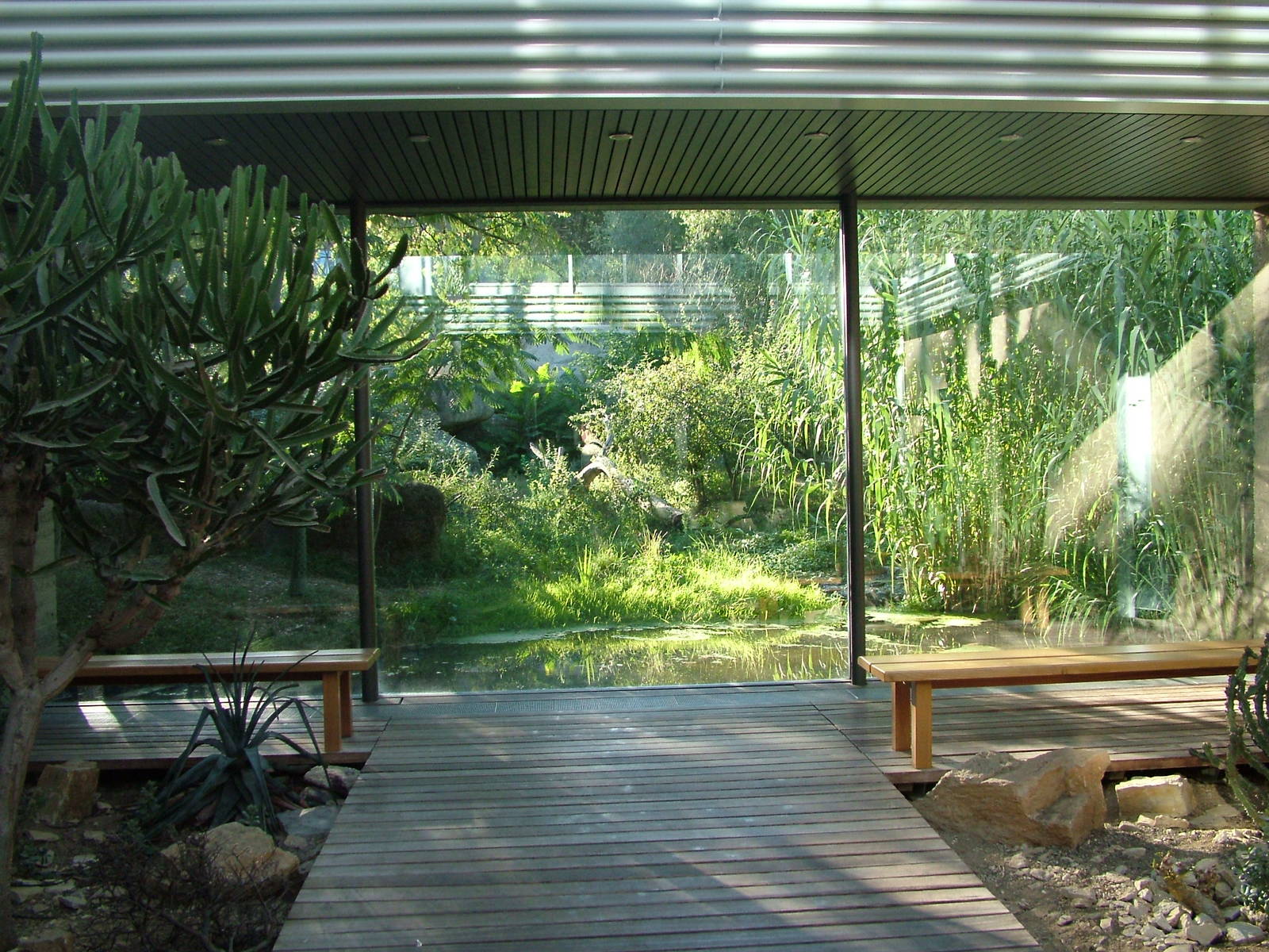 Cheetah viewing at Basel Zoo 30/08/09