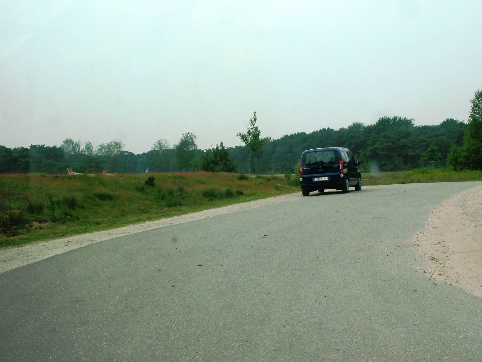 Cheetah Viewing at Beekse Bergen, 31/05/12
