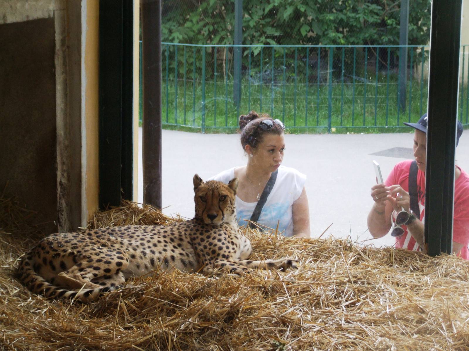 Cheetah Viewing at Vienna, 14/06/13