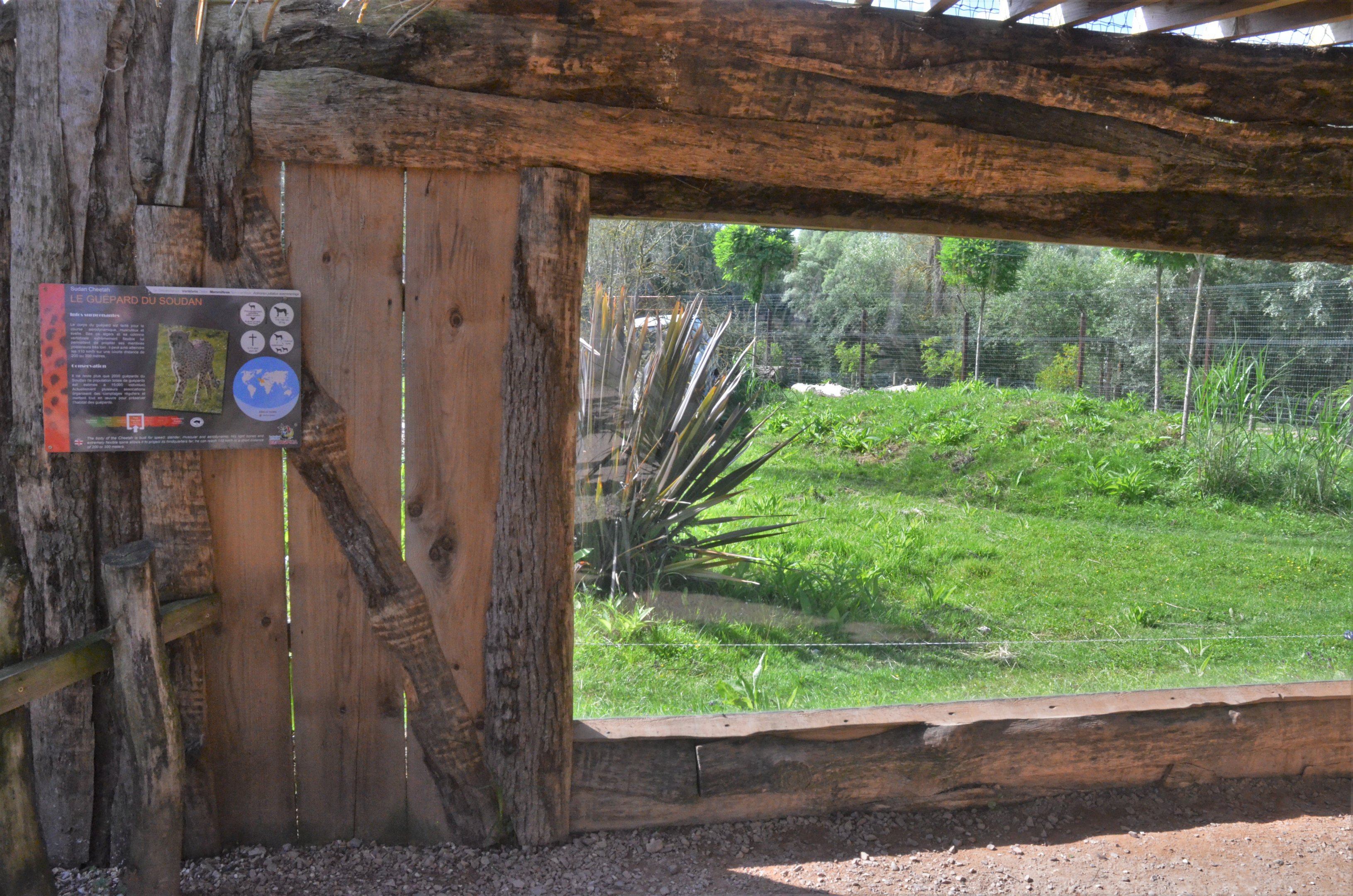 Cheetah Viewing from African Aviary at Biotropica, 16/06/18